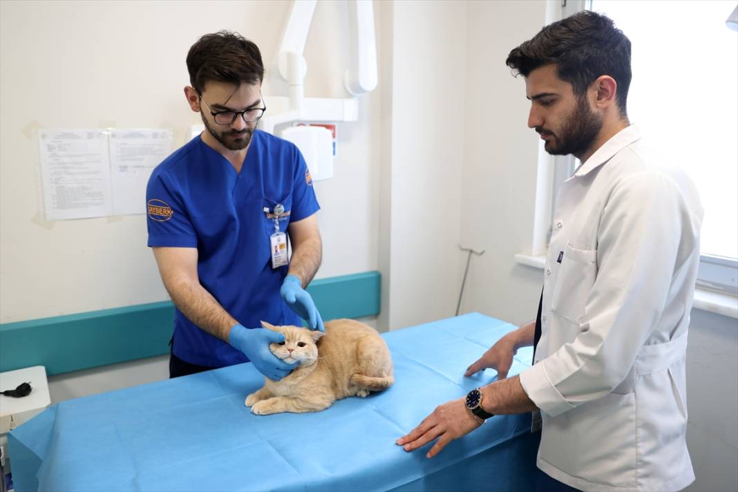 Konya'da balkondan düşen kediye insan tedavisi uygulandı 3